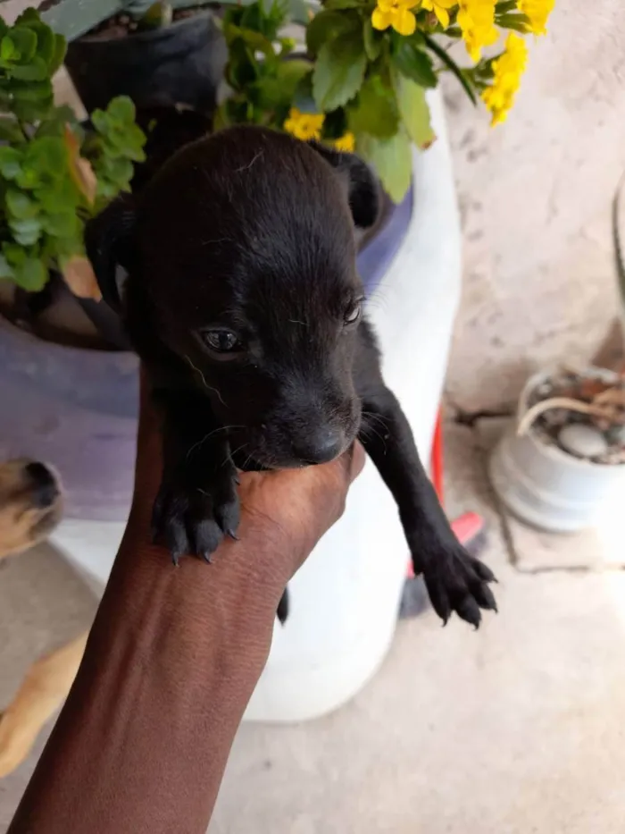 Cachorro ra a SRD idade 2 a 6 meses nome Filhotes 