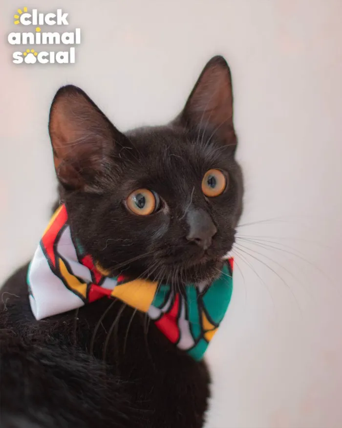 Gato ra a SRD idade 1 ano nome Enzo