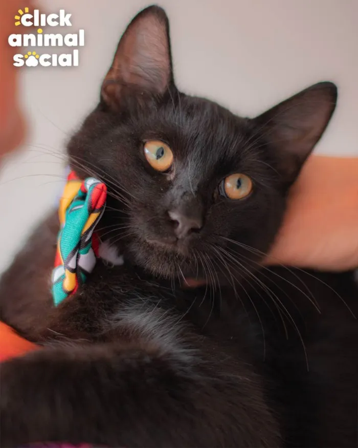 Gato ra a SRD idade 1 ano nome Enzo
