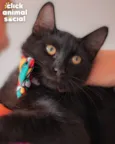 Enzo