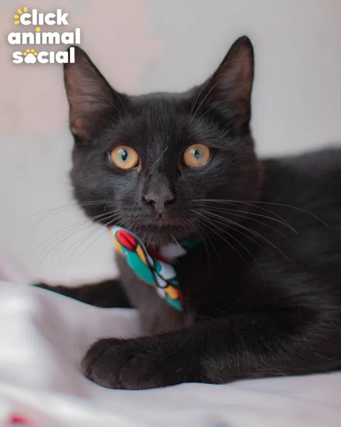 Gato ra a SRD idade 1 ano nome Enzo