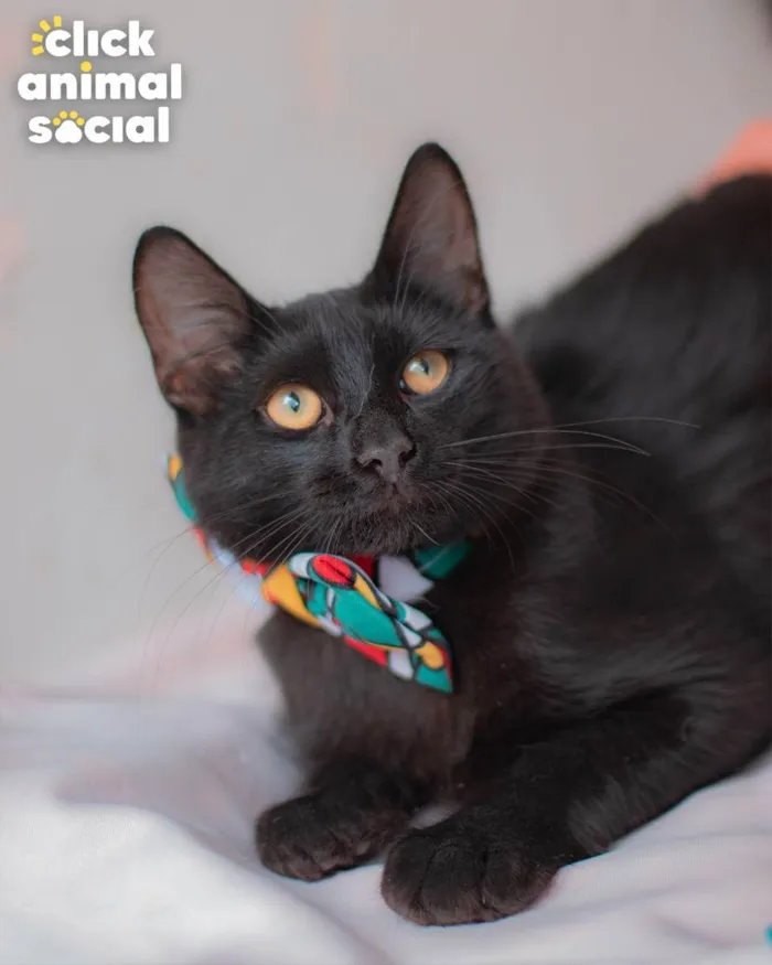 Gato ra a SRD idade 1 ano nome Enzo