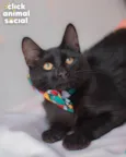 Enzo