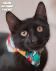 Enzo