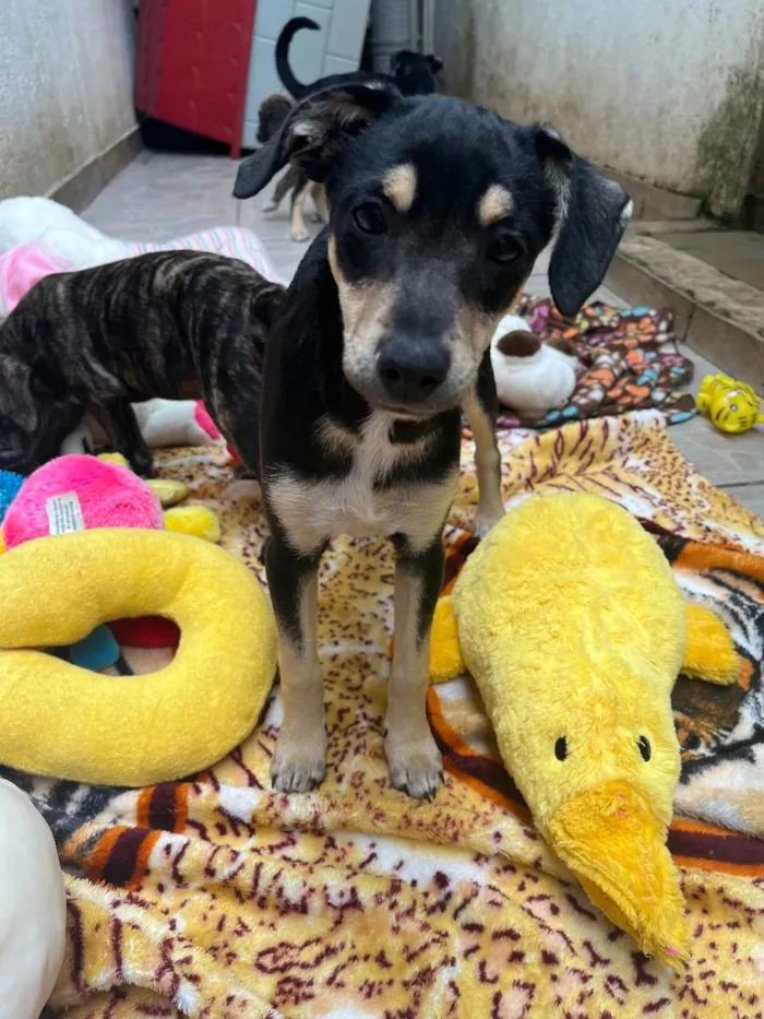 Cachorro raça SRD  idade 2 a 6 meses nome Sem Nome