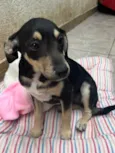 Cachorro raça SRD  idade 2 a 6 meses nome Sem Nome