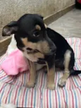 Cachorro raça SRD  idade 2 a 6 meses nome Sem Nome