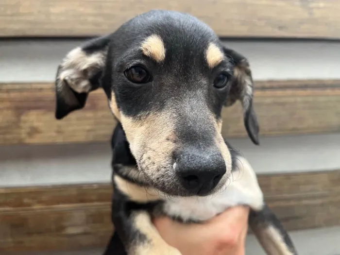 Cachorro raça SRD  idade 2 a 6 meses nome Sem Nome