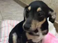 Cachorro raça SRD  idade 2 a 6 meses nome Sem Nome