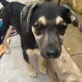 Cachorro raça SRD  idade 2 a 6 meses nome Sem Nome