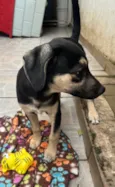 Cachorro raça SRD  idade 2 a 6 meses nome Sem Nome