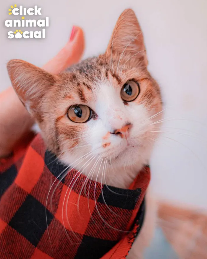 Gato ra a SRD idade 2 anos nome Simon