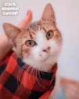 Simon
