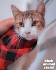 Simon