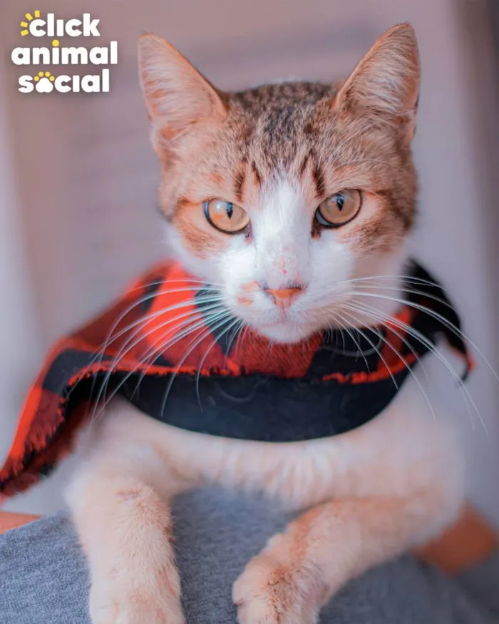 Gato ra a SRD idade 2 anos nome Simon