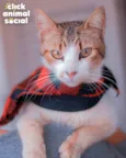Simon