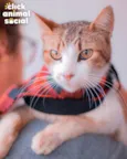 Simon