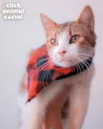 Simon