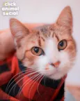 Simon