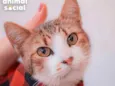 Simon
