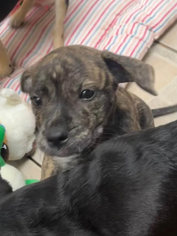 Cachorro raça SRD  idade Abaixo de 2 meses nome Sem Nome