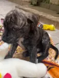 Cachorro raça SRD  idade Abaixo de 2 meses nome Sem Nome