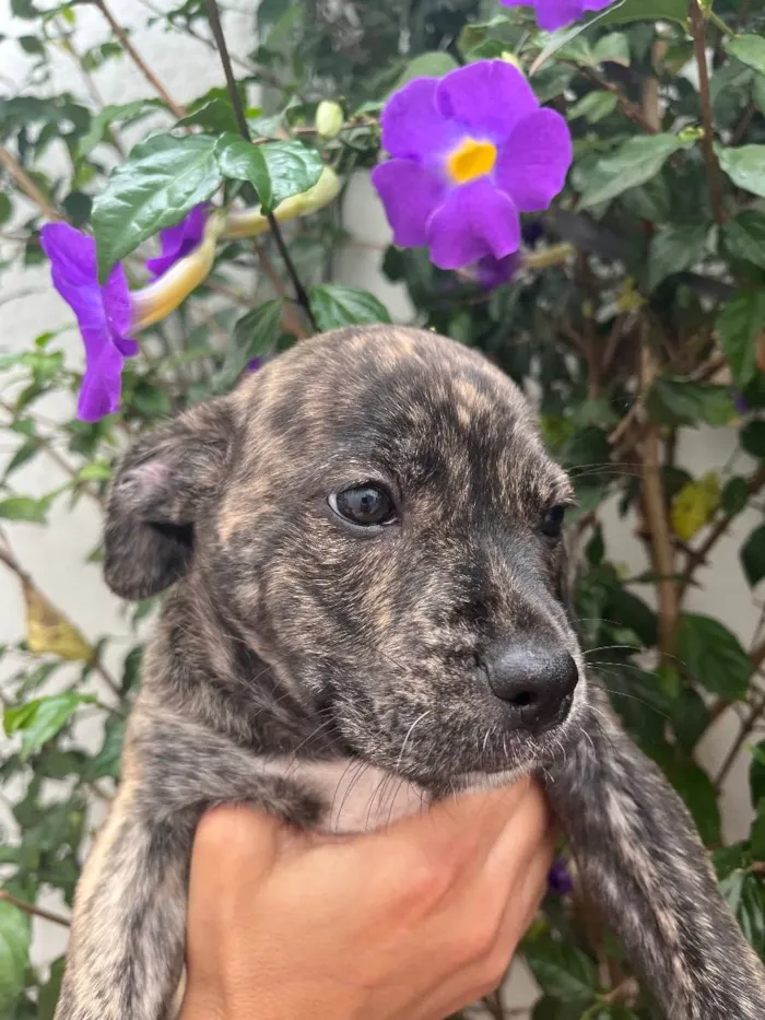 Cachorro raça SRD  idade Abaixo de 2 meses nome Sem Nome