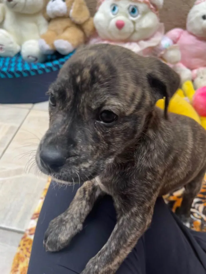 Cachorro raça SRD  idade Abaixo de 2 meses nome Sem Nome