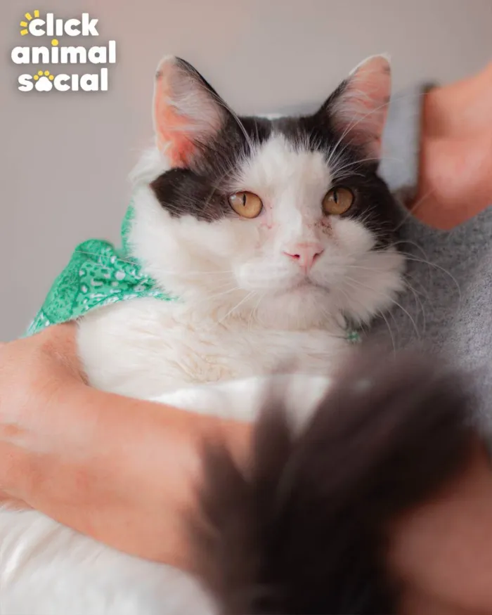 Gato ra a SRD idade 2 anos nome Arnold