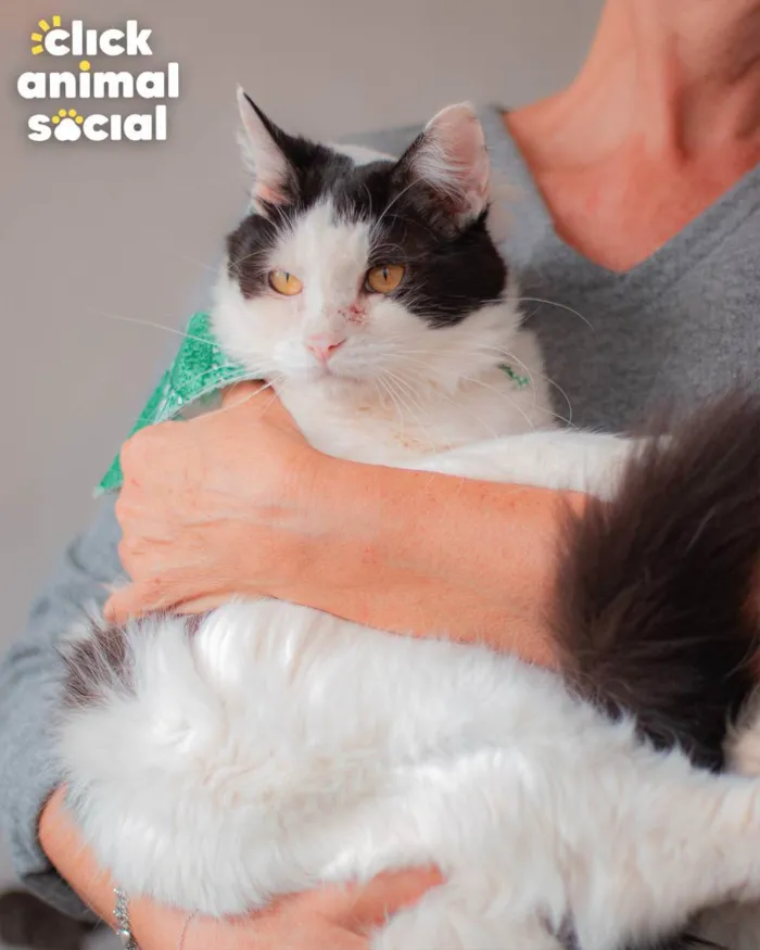 Gato ra a SRD idade 2 anos nome Arnold