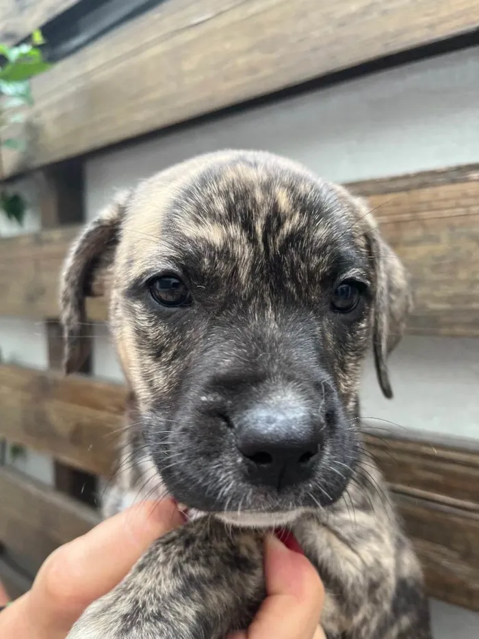 Cachorro raça SRD  idade Abaixo de 2 meses nome Sem Nome