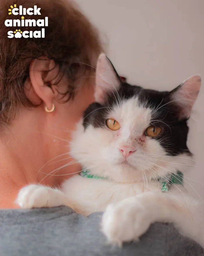 Gato ra a SRD idade 2 anos nome Arnold