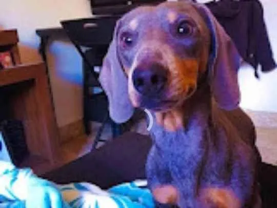 Cachorro raça Salsicha  idade 2 anos nome Batho