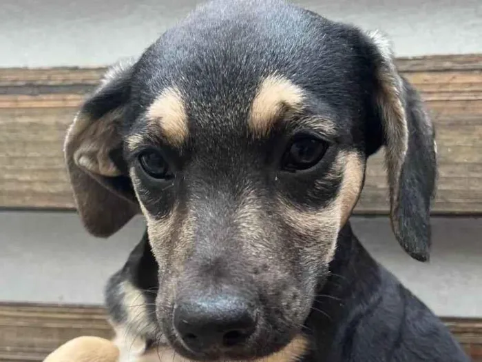 Cachorro raça SRD  idade 2 a 6 meses nome Sem Nome