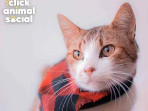 Gato raça SRD idade 2 anos nome Simon