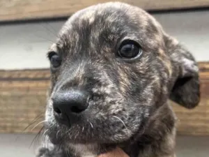 Cachorro raça SRD  idade Abaixo de 2 meses nome Sem Nome