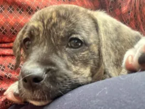 Cachorro raça SRD  idade Abaixo de 2 meses nome Sem Nome
