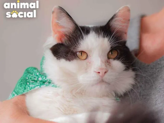 Gato ra a SRD idade 2 anos nome Arnold