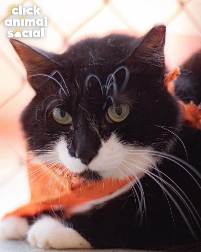 Gato ra a SRD idade 2 anos nome Dom