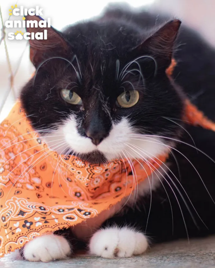 Gato ra a SRD idade 2 anos nome Dom