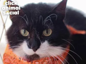 Gato raça SRD idade 2 anos nome Dom