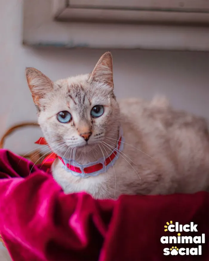Gato ra a SRD idade 1 ano nome Margarida