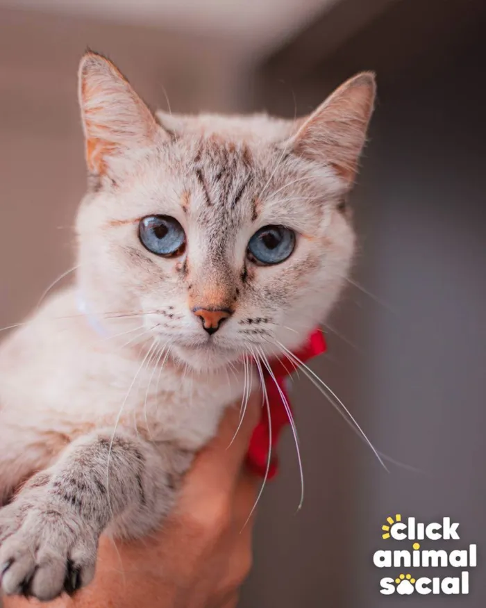 Gato ra a SRD idade 1 ano nome Margarida
