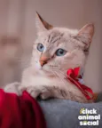 Margarida