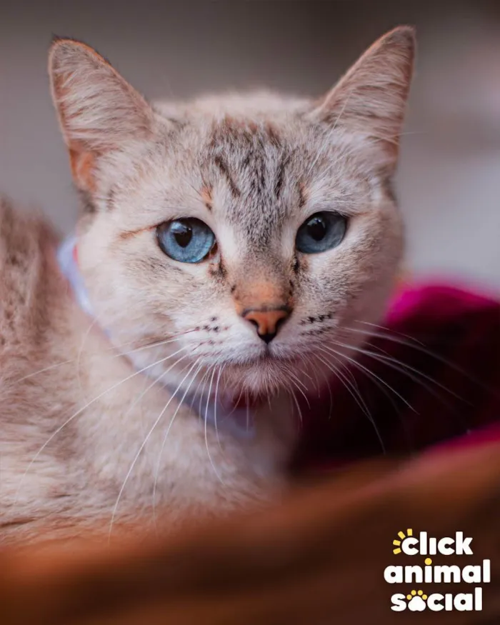 Gato ra a SRD idade 1 ano nome Margarida