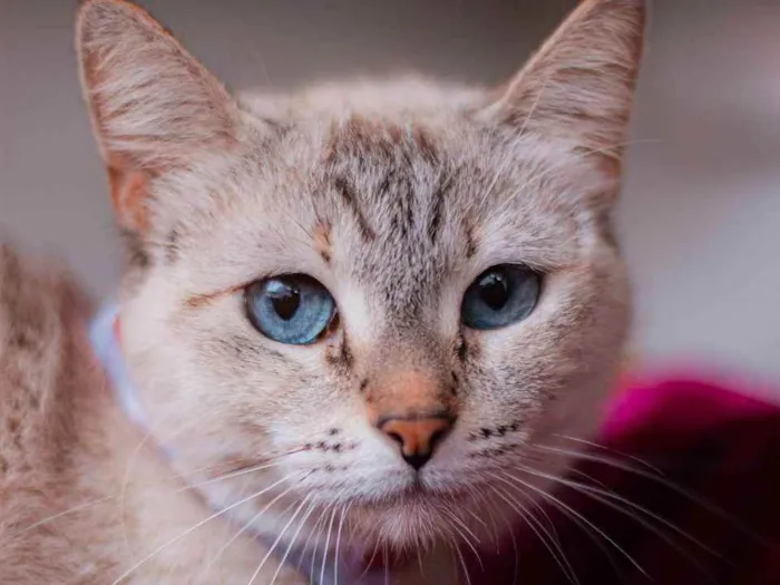 Gato ra a SRD idade 1 ano nome Margarida