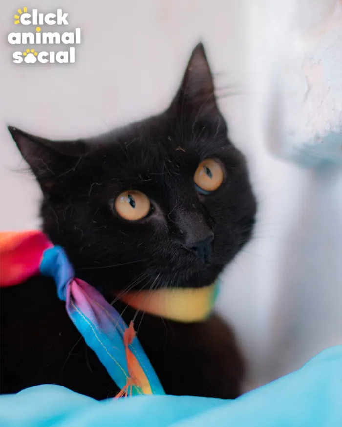 Gato ra a SRD idade 1 ano nome Nicole