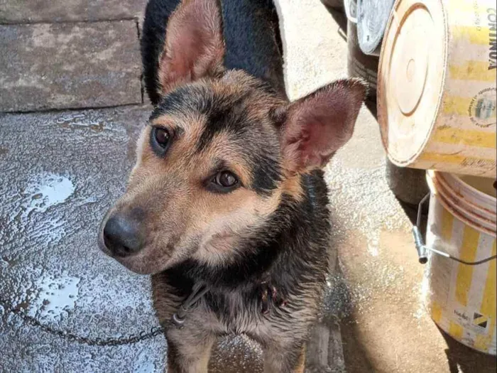 Cachorro ra a  idade 1 ano nome Pandora