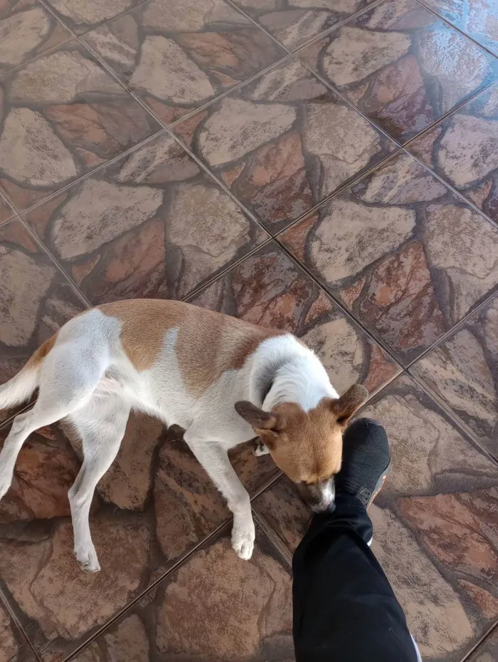 Cachorro ra a Vira lata idade 1 ano nome Pitchilinha 