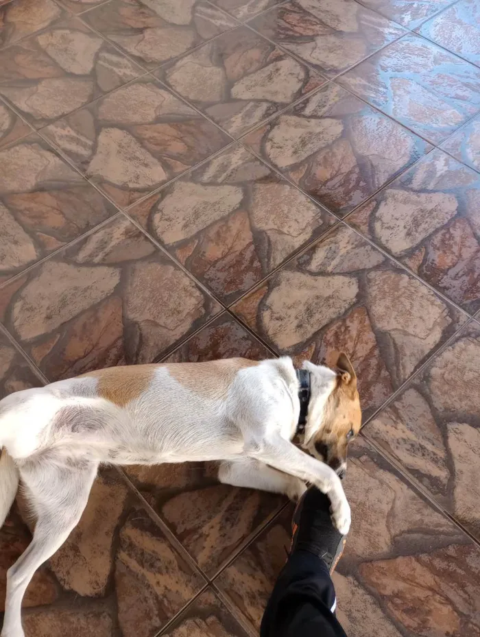 Cachorro ra a Vira lata idade 1 ano nome Pitchilinha 